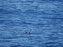 Arctocephalus townsendi