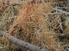Usnea rubicunda