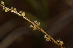 Triglochin maritima