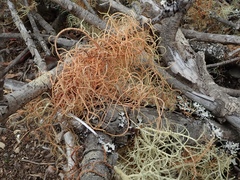Usnea rubicunda