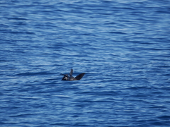 Arctocephalus townsendi