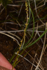 Triglochin maritima
