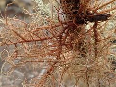 Usnea rubicunda