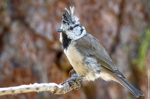 Herrerillo capuchino (Lophophanes cristatus)
