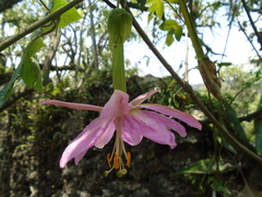 Passiflora tarminiana