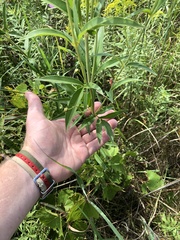 Coreopsis tripteris