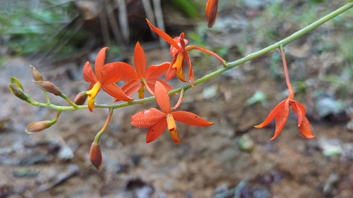 Prosthechea vitellina, photograph 5