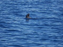 Arctocephalus townsendi