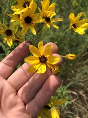 Coreopsis tripteris