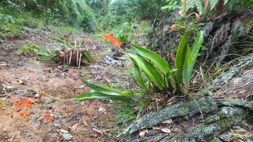 Prosthechea vitellina, photograph 6