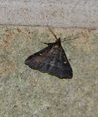 Tetanolita mynesalis