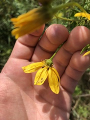 Coreopsis tripteris