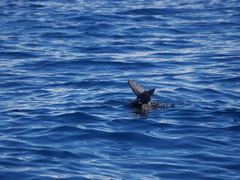 Arctocephalus townsendi