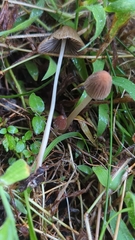 Psathyrella mexicana