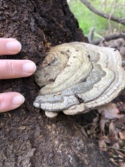 Trametes lactinea