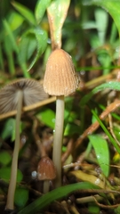 Psathyrella mexicana