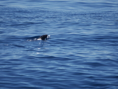 Arctocephalus townsendi