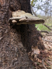 Trametes lactinea