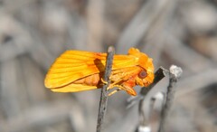 Eulithosia miaiphona