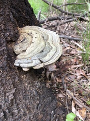 Trametes lactinea