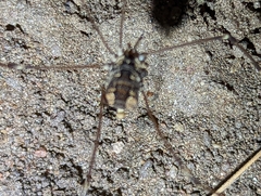 Leuronychus pacificus