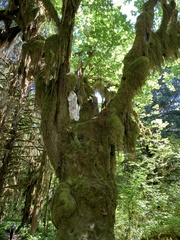 Pseudisothecium stoloniferum