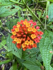 Lantana horrida