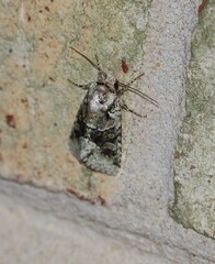 Lacinipolia explicata