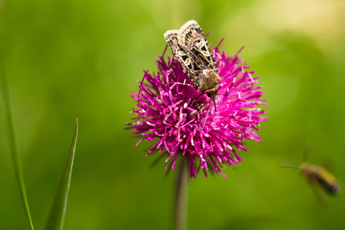 Chersotis ocellina