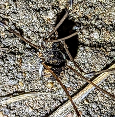 Leuronychus pacificus