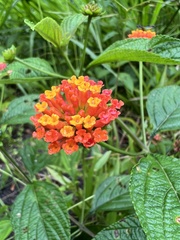 Lantana horrida
