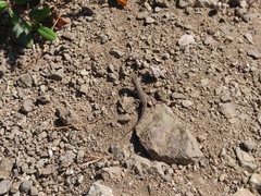 Sceloporus occidentalis bocourtii