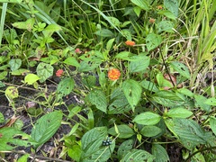 Lantana horrida
