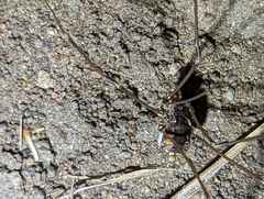 Leuronychus pacificus