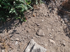 Sceloporus occidentalis bocourtii