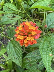 Lantana horrida