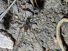 Leuronychus pacificus