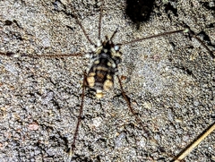 Leuronychus pacificus