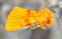 Eulithosia miaiphona