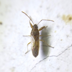 Pachygronthidae