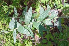 Lithospermum bejariense