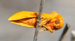 Eulithosia miaiphona