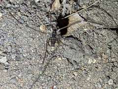 Leuronychus pacificus