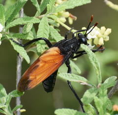 Protomydas rubidapex
