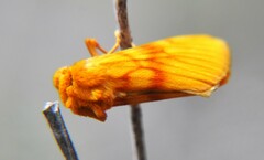 Eulithosia miaiphona