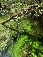 Callitriche heterophylla