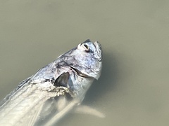 Scomberomorus cavalla