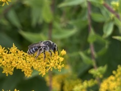 Callandrena