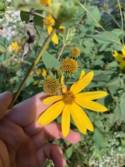 Helianthus