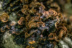 Collema subflaccidum